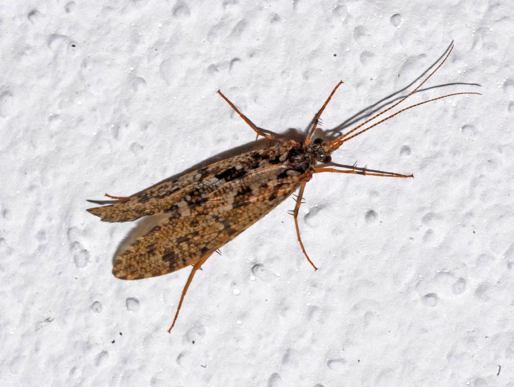 Ancora un Tricottero - Rhyacophilidae